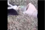おならのとばっちりが心配！スカンクの頭にハマった瓶をつかんだ女性の運命やいかに…