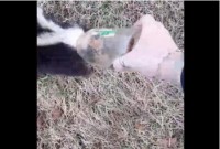 おならのとばっちりが心配！スカンクの頭にハマった瓶をつかんだ女性の命運やいかに…