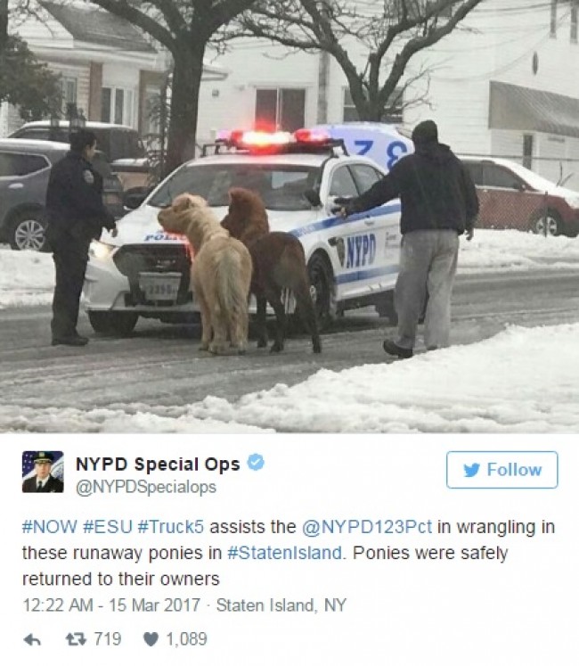 NYで仲良しポニーを発見!住民からの通報で警察が捕獲 ※海外メディアUPIのスクリーンショット