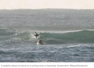 イルカが大ジャンプ…直後にサーファーに衝突するハプニング発生！