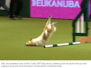 ドッグショーでルール完全無視！顔面着地も気にせず楽しみまくるわんこが話題