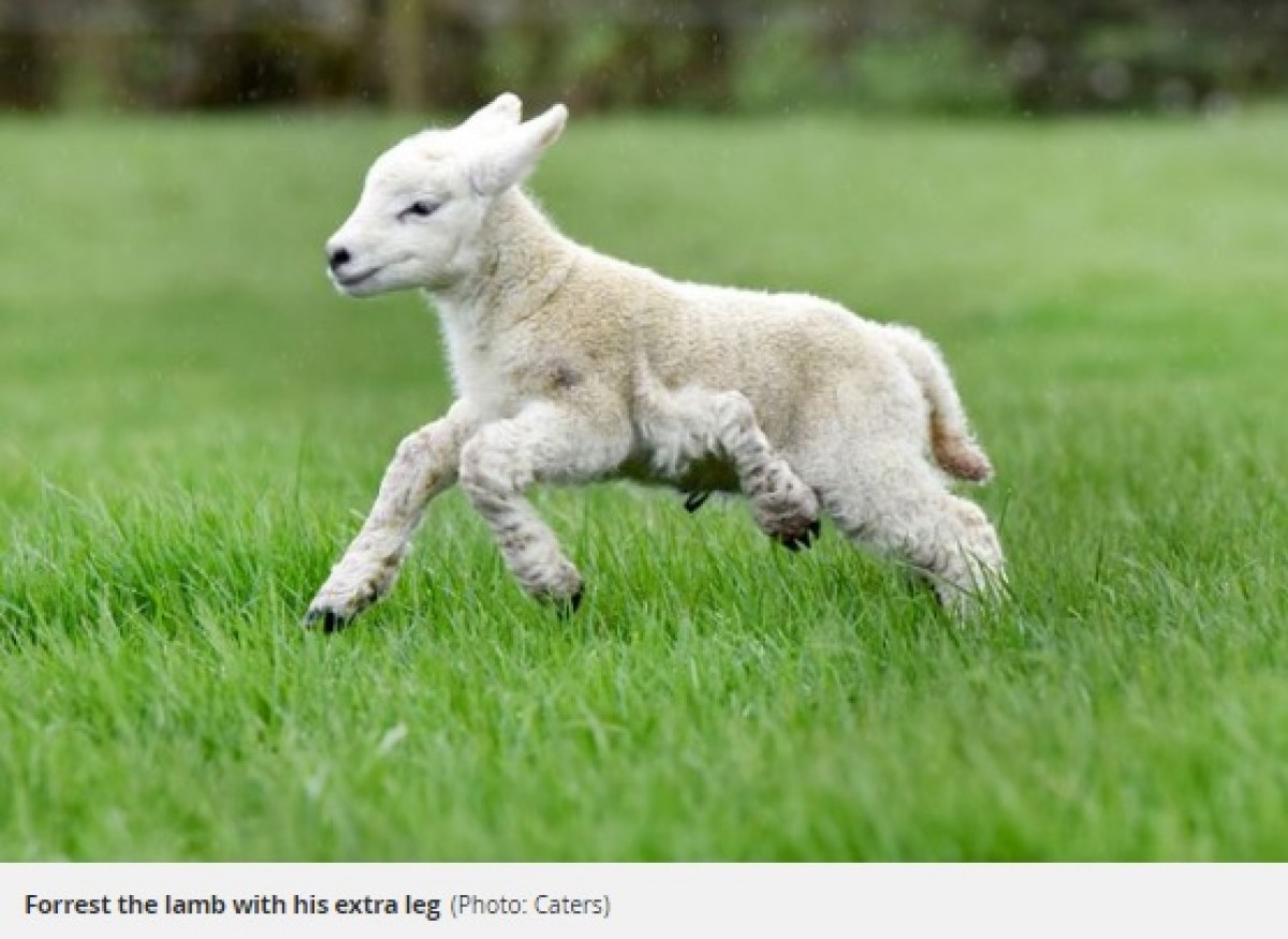 5本足の元気な子羊、牧場を走り回る姿がかわいい！