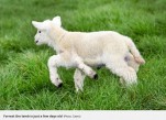 5本足の元気な子羊、元気に走り回る姿がかわいい　※海外メディア「MirrorOnline」のスクリーンショット