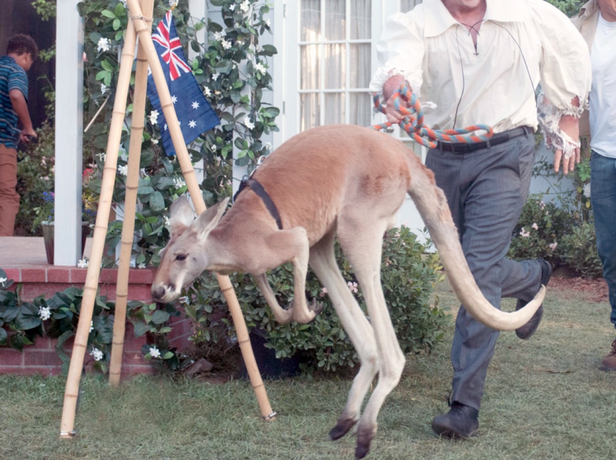 カンガルーを全力で散歩しようとする男性が話題に!(※イメージ写真)