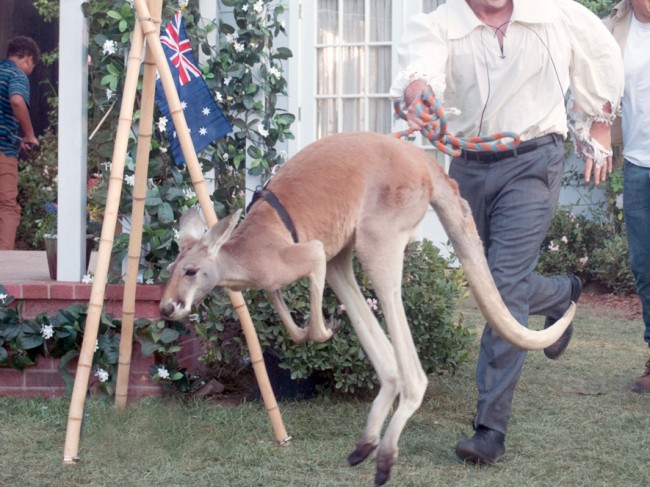 カンガルーを全力で散歩しようとする男性が話題に！（※イメージ写真）