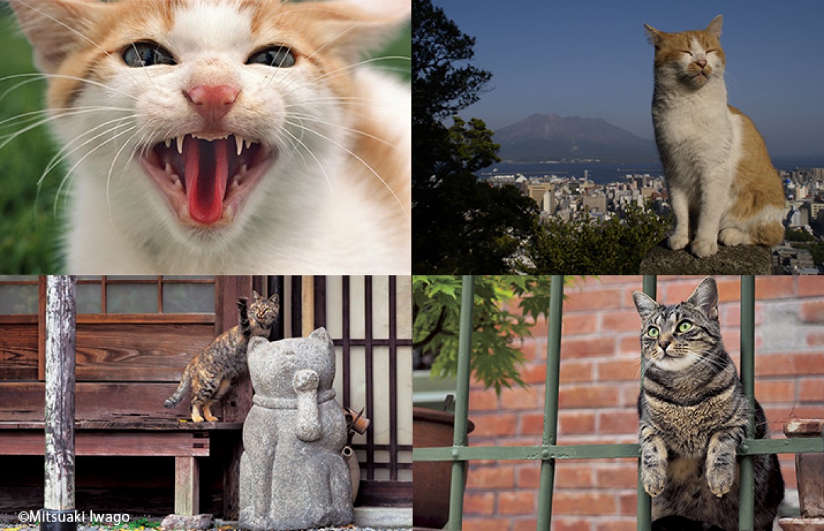 岩合光昭、「ねこの写真展」GW全国開催決定！ 新グッズも用意