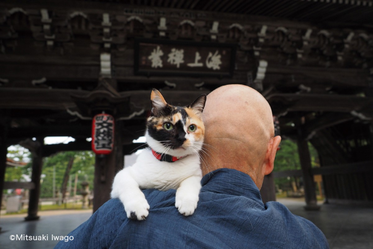 岩合光昭、「ねこの写真展」GW全国開催決定！ 新グッズも用意