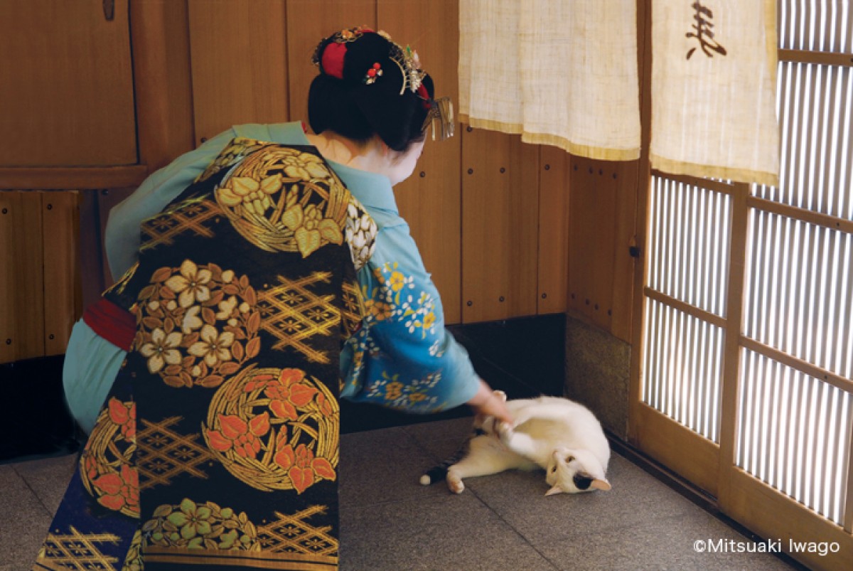 岩合光昭、「ねこの写真展」GW全国開催決定！ 新グッズも用意
