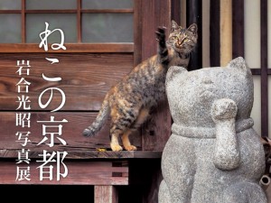 岩合光昭の作品『ねこの京都』