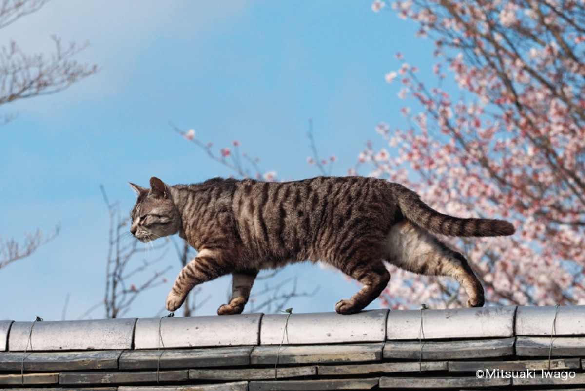 ねこ