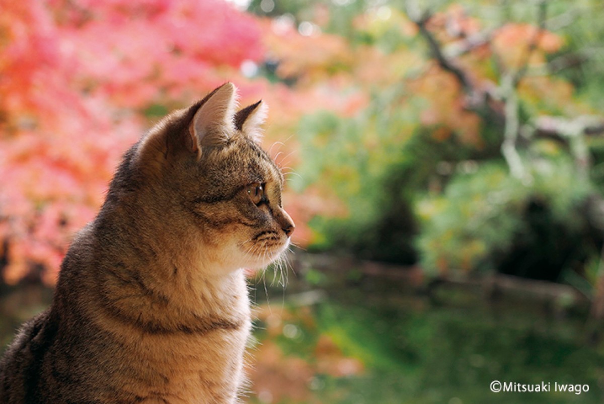 岩合光昭、「ねこの写真展」GW全国開催決定！ 新グッズも用意