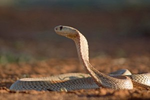 飛行機内にヘビ！なんと旅客の忘れ物