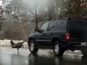 激おこ七面鳥が大暴れ！ テリトリーに入ってくる車にキック＆追跡する動画が話題に