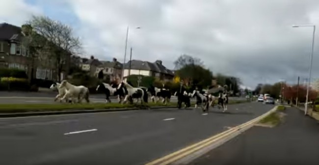 朝からびっくりな光景に遭遇※ユーチューブ「HORSES CHARGING THROUGH ODSAL，BRADFORD」スクリーンショット