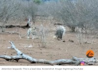 ヤマアラシを襲ったヒョウ、トゲが刺さって痛そう…　※海外メディア「UPI」のスクリーンショット