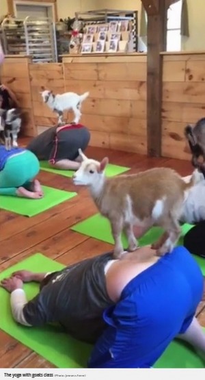 赤ちゃんヤギと一緒のヨガ！ 大人気で予約いっぱい