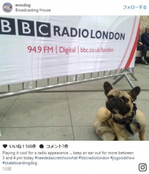 危機一髪！スケボーわんこがビルに突進