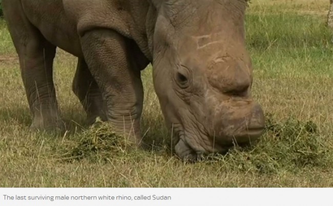 絶滅の危機!キタシロサイ最後のオス「スーダン」 ※海外メディア「SkyNews」のスクリーンショット