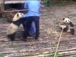 掃除を手伝おうとするパンダ？逆に散らかす　でもかわいい