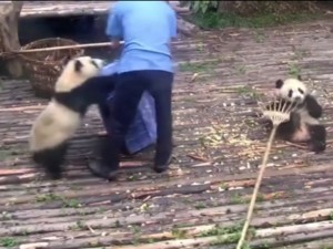 掃除を手伝おうとするパンダ？逆に散らかす　でもかわいい