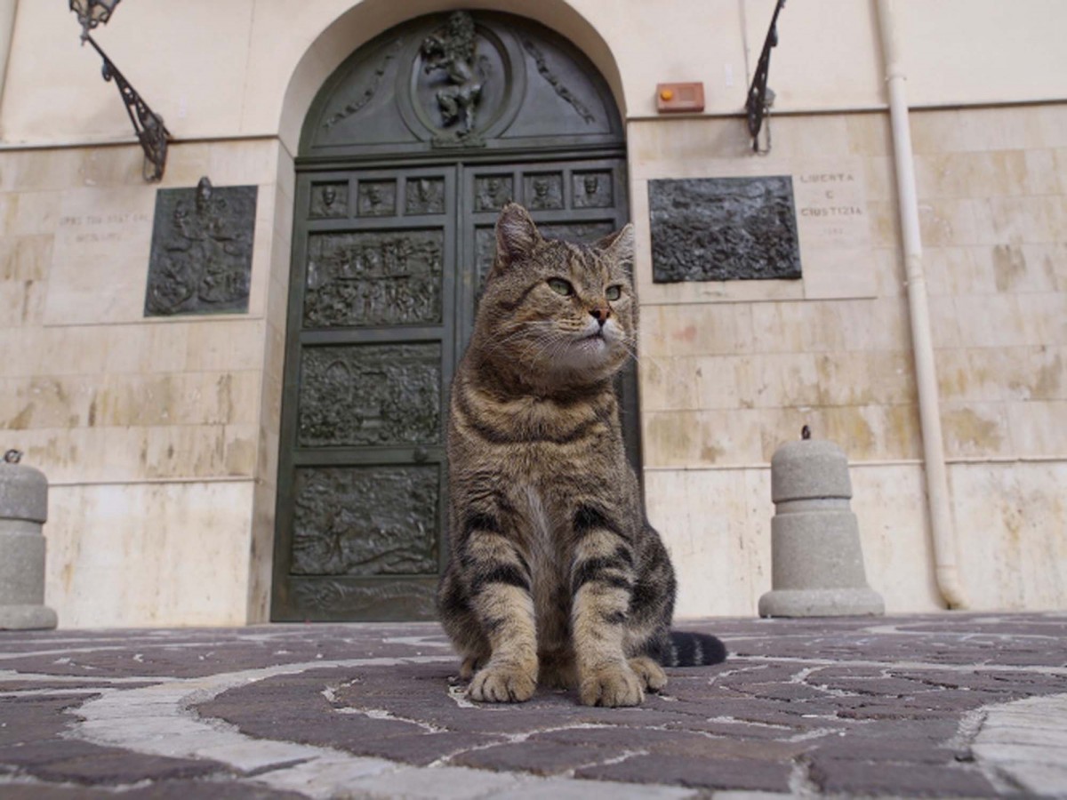 映画版『岩合光昭の世界ネコ歩き』場面写真解禁！ ほのぼのネコ達に癒やされる