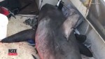 73歳のおじいちゃんが危機一髪！　サメが船に飛び込んできた！