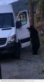 クマが車の中に！ 意外にも人間ぽい侵入方法とは？