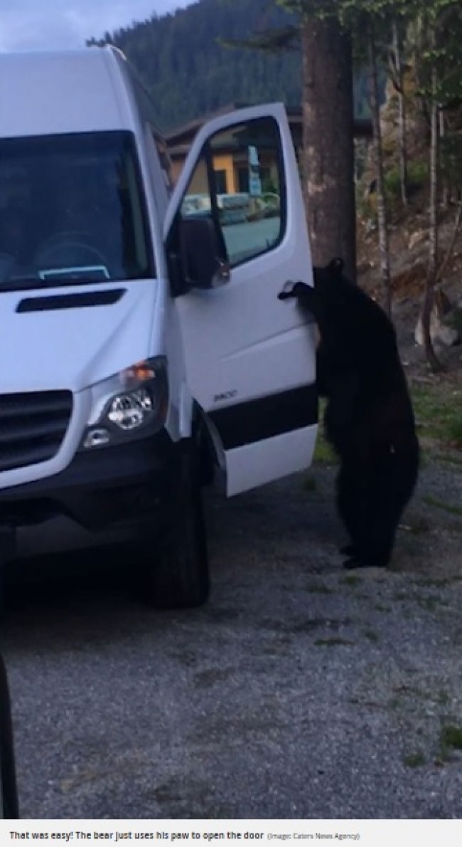クマが車の中に！意外にも人間ぽい侵入方法とは？　※海外メディア「Mirror Online」のスクリーンショット