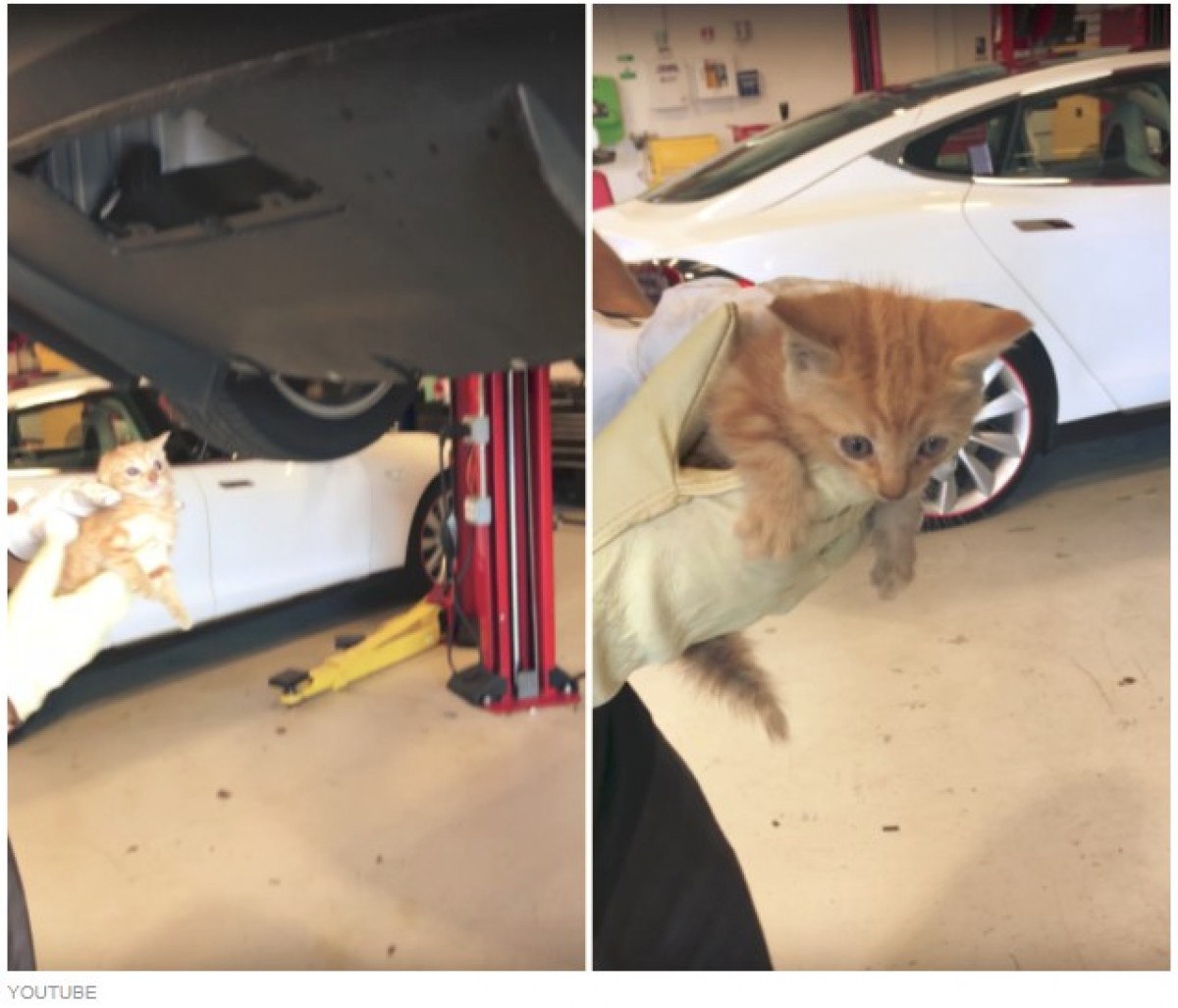 車のバンパーから「ニャー」 子猫を救出