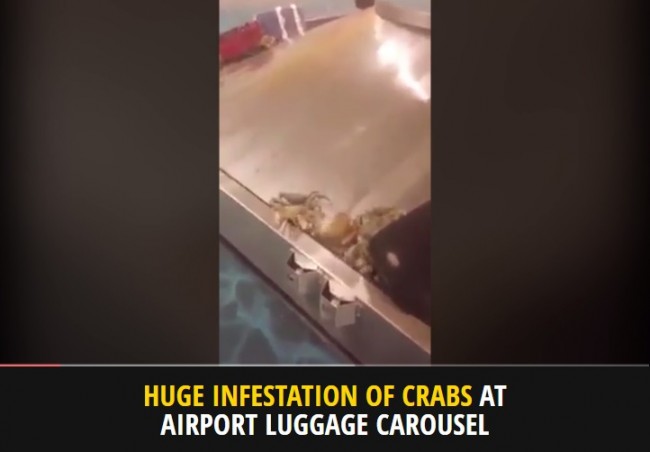 空港の手荷物受取所にカニの大群が現れる！　※海外メディア「Mirror Online」のスクリーンショット
