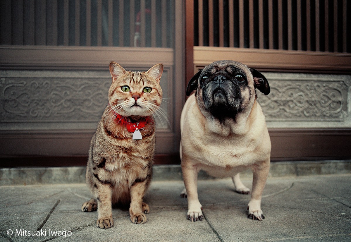 岩合光昭『ねこの写真展』、この夏も全国開催!