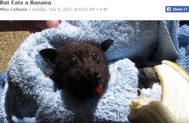 保護されたコウモリ、バナナを食べる姿がキュート　※海外メディア「Neatorama」のスクリーンショット
