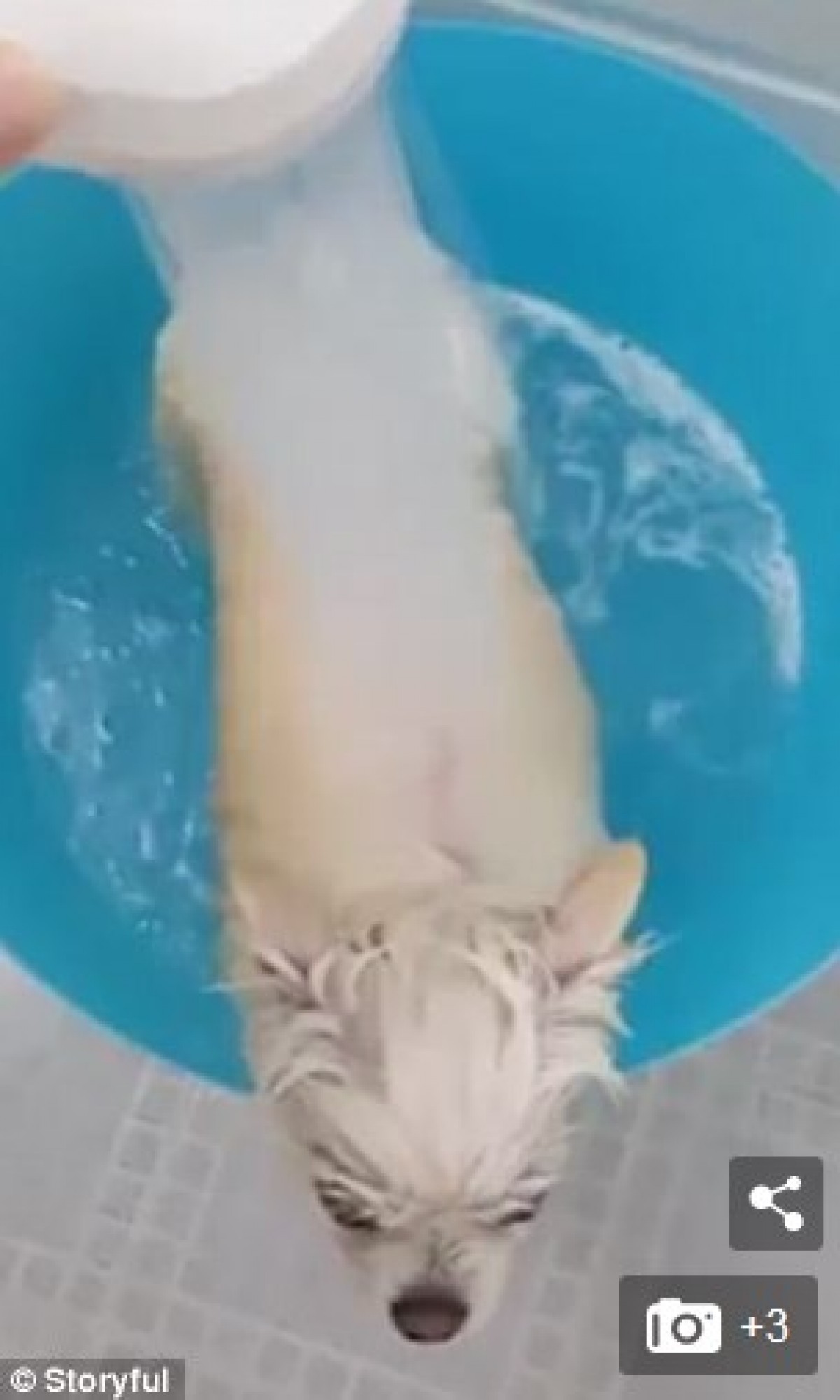 お風呂で夢うつつ　雲の中にいるようなポメラニアンがキュート