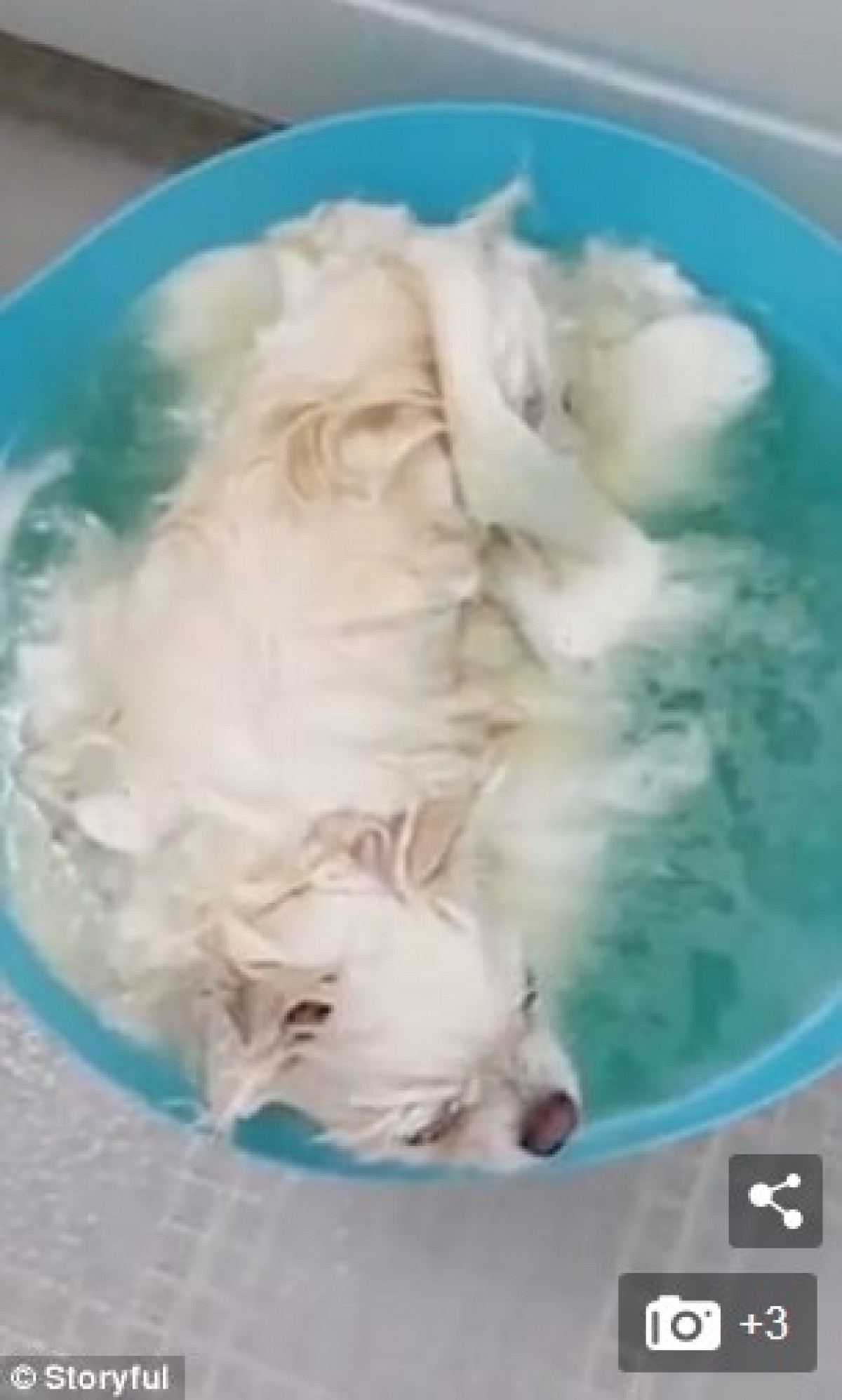 お風呂で夢うつつ　雲の中にいるようなポメラニアンがキュート