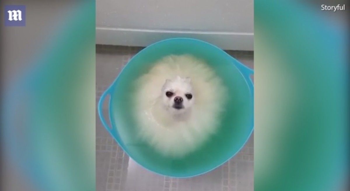 お風呂で夢うつつ　雲の中にいるようなポメラニアンがキュート