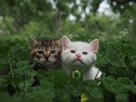 【写真】愛らしくかわいいネコたちがいっぱい！ 『岩合光昭の世界ネコ歩き』場面写真