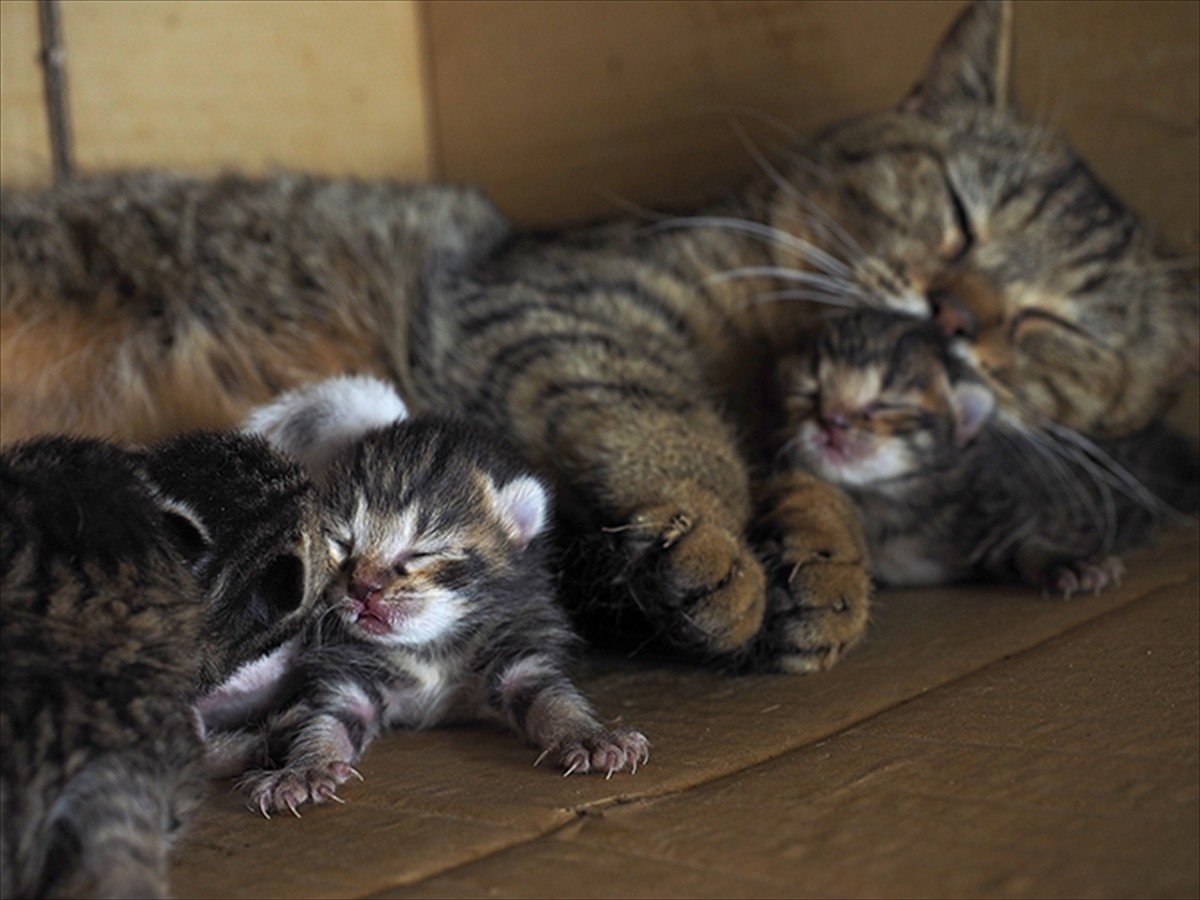 愛らしくかわいいネコたちがいっぱい！ 『岩合光昭の世界ネコ歩き』新場面写真解禁