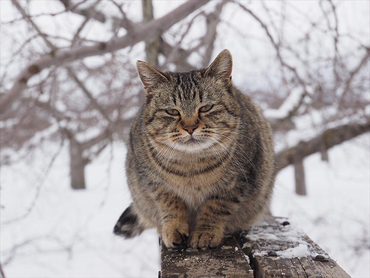 愛らしくかわいいネコたちがいっぱい！ 『岩合光昭の世界ネコ歩き』新場面写真解禁