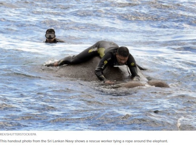 沖に流されたゾウをスリランカ海軍が救出　※海外メディア「Huffington Post」のスクリーンショット