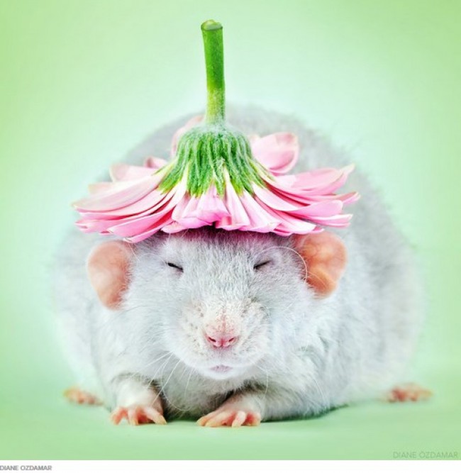 花やイチゴと一緒に！ かわいい「ネズミ写真」　※海外メディア「Huffington Post」のスクリーンショット