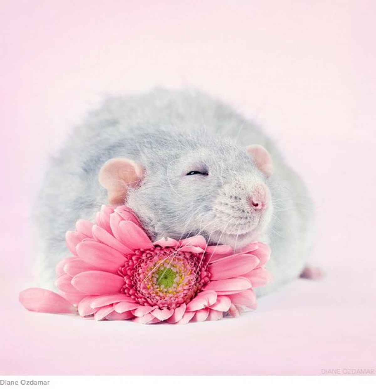 ネズミを好きになって！　かわいい“ネズミ写真”を撮り続ける写真家