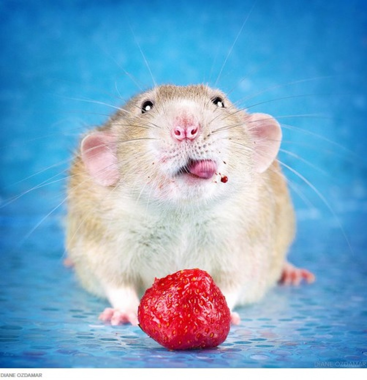 ネズミを好きになって！　かわいい“ネズミ写真”を撮り続ける写真家