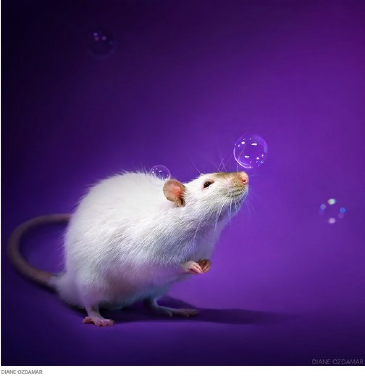 ネズミを好きになって！　かわいい“ネズミ写真”を撮り続ける写真家