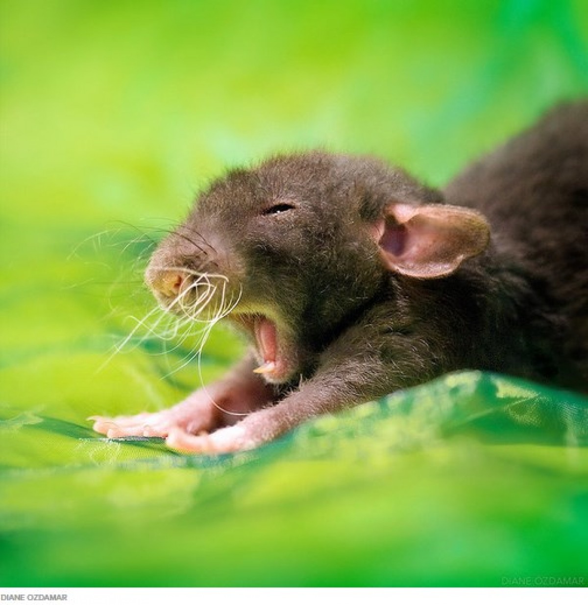 ネズミを好きになって！　かわいい“ネズミ写真”を撮り続ける写真家