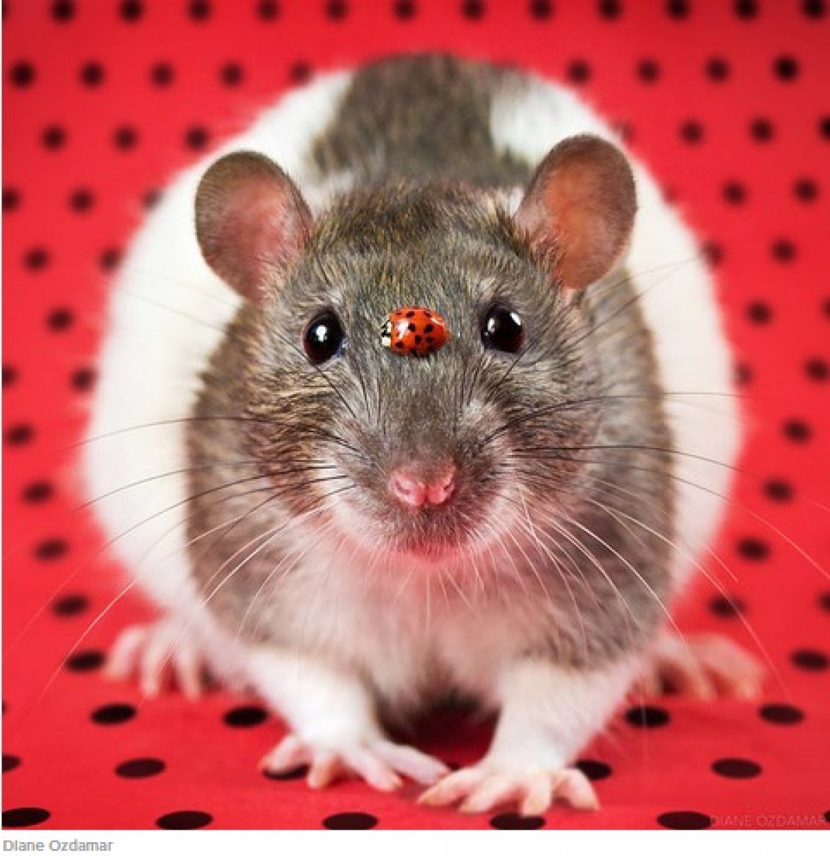 ネズミを好きになって！　かわいい“ネズミ写真”を撮り続ける写真家