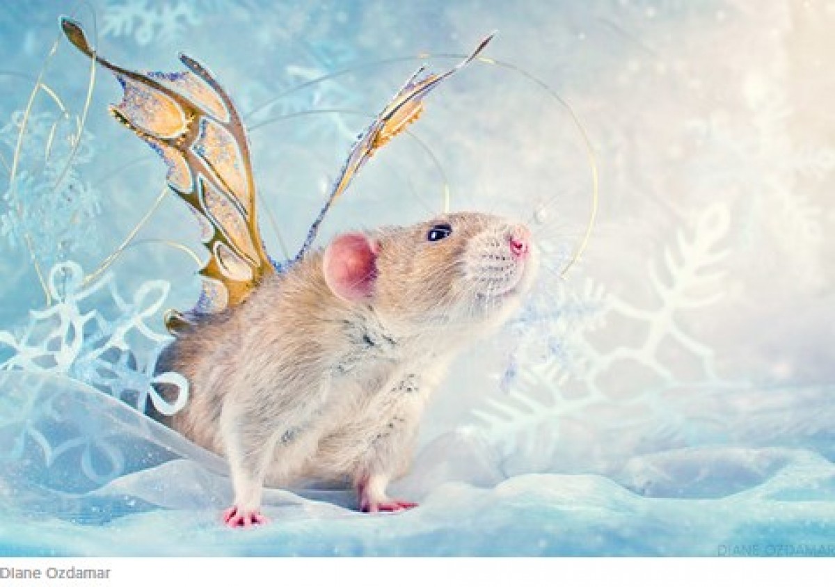 ネズミを好きになって！　かわいい“ネズミ写真”を撮り続ける写真家