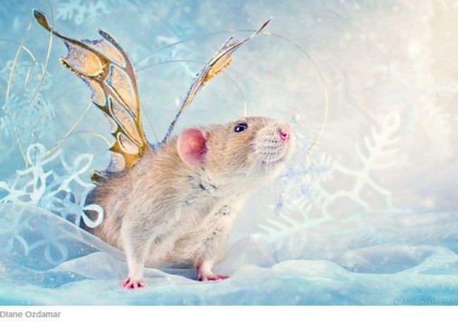 ネズミを好きになって かわいい ネズミ写真 を撮り続ける写真家 17年8月日 写真 気になる ニュース クランクイン