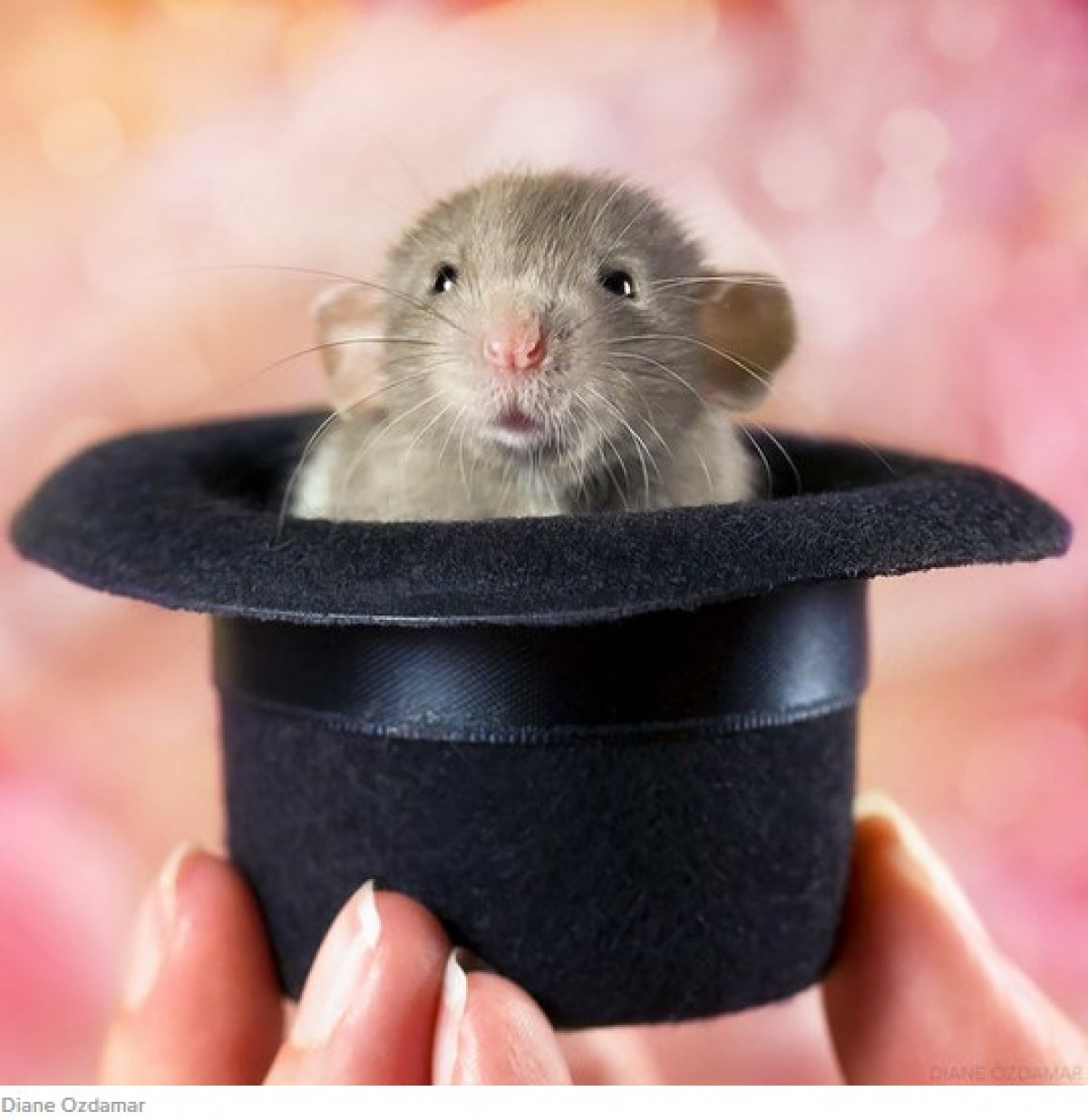 ネズミを好きになって！　かわいい“ネズミ写真”を撮り続ける写真家