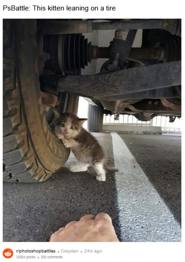 ネット上で話題になっている「タイヤに寄りかかる子猫」　※海外メディア「Huffington Post」のスクリーンショット