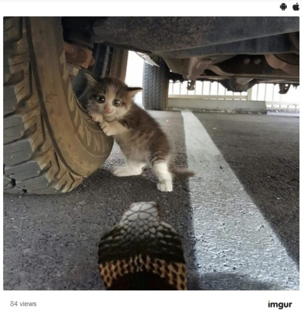 タイヤに寄りかかる子猫　可愛すぎて“加工写真”祭りに